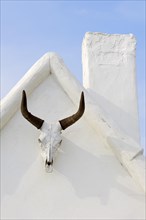 Camargue bull skull on a house wall, Notre Dame de la Mer, Saintes-Maries-de-la-Mer, Camargue,
