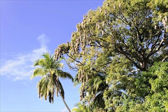 Granada, Nicaragua, Exotic tree with flowering plants and palm trees under a sunlit sky, Central