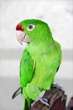 Leon, Nicaragua, A green parrot on a perch with live feathers, Central America, Central America