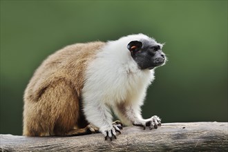 Mantled monkey or bicoloured tamarin (Saguinus bicolor), captive, occurrence in Brazil