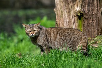 European wildcat, wild cat (Felis silvestris silvestris) hunting prey in meadow, grassland at