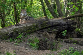 Eurasian wolf, grey wolf (Canis lupus lupus) resting at entrance of den in forest. Captive