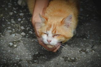 A hand affectionately cuddling a content and happy orange pet tabby cat showing love, friendship