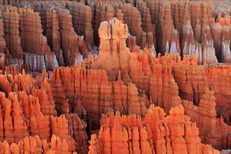 Numerous rock needles in various shades of Orange create a natural texture, Bryce Canyon National