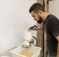 Man grinding malt in production of homemade beer