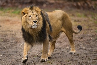 Portrait of an Asiatic lion (Panthera leo persica) male walking in the dessert, captive, habitat in