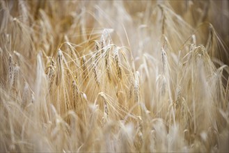Close-up of individual ripe ears of grain in a field with Barley, Cologne, North Rhine-Westphalia,