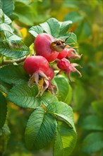 Rugosa rose (Rosa rugosa), ripe rose hip, Velbert, North Rhine-Westphalia, Germany, Europe