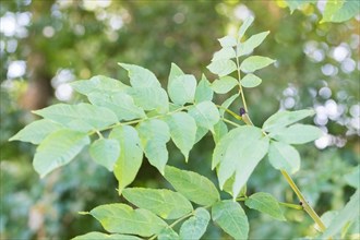 European ash (Fraxinus excelsior), close-up of leaves and bud, North Rhine-Westphalia, Germany,