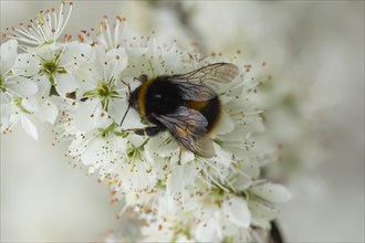Buff tailed bumble bee (Bombus terrestris) adult feeding on Blackthorn blossom, England, United