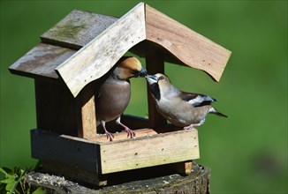 Hawfinch (Coccothraustes coccothraustes) during mating feeding in the bird house in spring