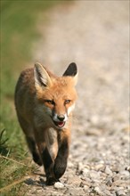 Fox (Vulpes vulpes) independent young fox, Allgaeu, Bavaria, Germany, Europe