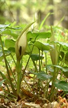Leaves and flowers of the common arum (Arum maculatum) in the forest of the Hunsrueck-Hochwald