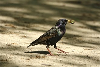 Starling with food, spring, Germany, Europe