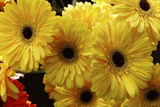 Bright ostrich of sunny yellow Gerber daisy flowers, (Gerber daisy) fresh and inviting, flower