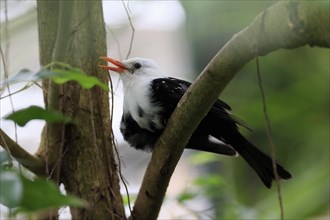 Black bulbul (Hypsipetes leucocephalus), adult, on tree, captive, Southeast Asia