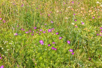 Blooming Bloody crane's-bill (Geranium sanguineum) on a meadow with other wildflowers in the summar
