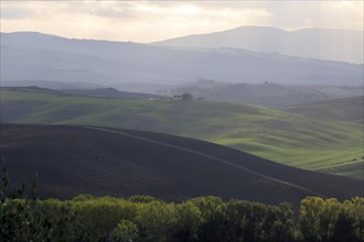 Morning light illuminates the rolling hills and groups of trees in atmospheric Tuscany, Italy,
