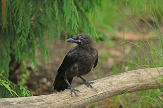 Rook (Corvus frugilegus), fledgling
