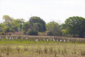 Jabiru (Jabiru mycteria) Pantanal Brazil