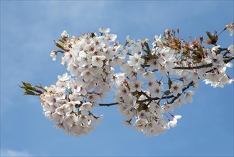 White cherry blossoms against a blue sky in Ystad, Scania, Sweden, Scandinavia, Europe