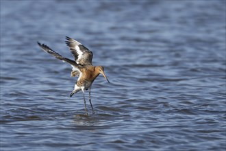 Black tailed godwit (Limosa limosa) adult male bird in summer plumage landing in a lagoon, England,