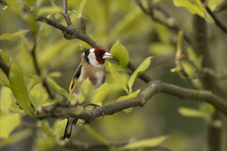 European goldfinch (Carduelis carduelis) adult bird singing on a Magnolia tree branch, England,