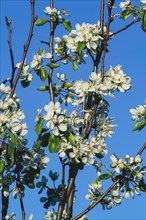 Flowering pear tree branches in spring