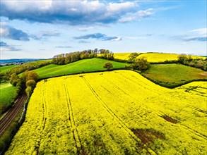 Rapeseed fields and farms from a drone, Torquay, Devon, England, United Kingdom, Europe
