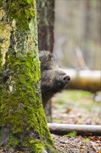 Wild boar (Sus scrofa) standing in a forest, Franconia, Bavaria, Germany, Europe