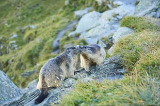 Alpine marmots (Marmota marmota) on a rock in summer, Grossglockner, High Tauern National Park,