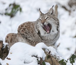 Eurasian Lynx (Lynx lynx) sitting on a tree trunk in the snow and yawning, teeth visible, captive,