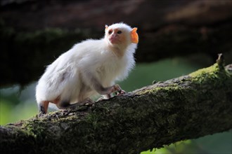 Silvery Marmoset, (Mico argentatus, Syn.: Callithrix argentata), Silvery Marmoset, adult, tree,