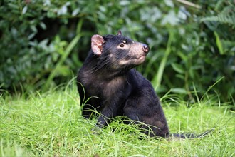 Tasmanian devil (Sarcophilus harrisii), adult, vigilant, captive, Tasmania, Australia, Oceania