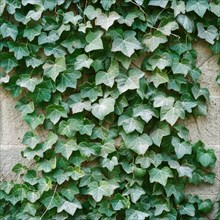 Seamless pattern of ivy leaves climbing a wall AI generated
