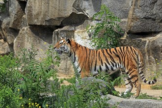 Siberian tiger (Panthera tigris altaica), captive
