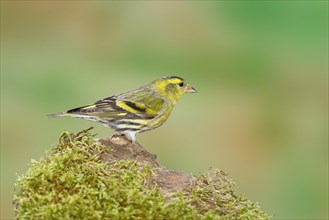 Eurasian siskin (Carduelis spinus), male sitting on a stone overgrown with moss, Wilnsdorf, North