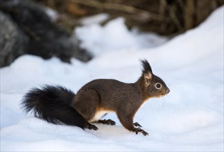 Eurasian red squirrel (Sciurus vulgaris) in winter on snow, Valais, Switzerland, Europe