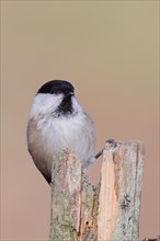 Marsh tit (Parus palustris) sitting on a tree stump, frontal view, looking into the camera,