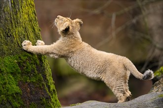 Asiatic lion (Panthera leo persica) cub climbing on a tree, captive, habitat in India