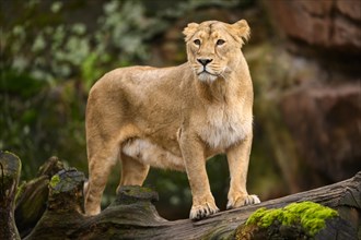 Asiatic lion (Panthera leo persica) lioness, captive, habitat in India