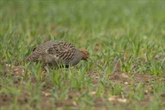 Grey or English partridge (Perdix perdix) adult bird feeding in a farmland cereal field, England,