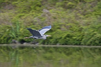 Flying Grey heron, April, Germany, Europe