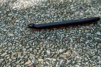 Image of centipede crawling on lane. Phuket, Thailand, Asia