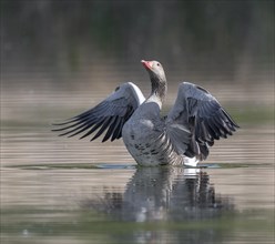 Greylag goose (Anser anser) swimming on a pond and flapping its wings, Thuringia, Germany, Europe