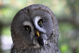 Great grey owl (Strix nebulosa), adult, portrait, alert, captive, Germany, Europe