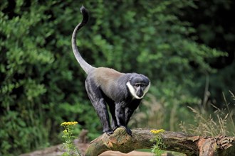 L'hoest's monkey (Cercopithecus lhoesti), adult, on tree, vigilant, captive