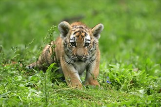 Siberian tiger (Panthera tigris altaica), young animal, alert, captive