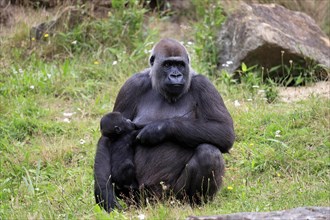 Western gorilla (Gorilla gorilla), adult, female, mother, young animal, baby, suckling, social