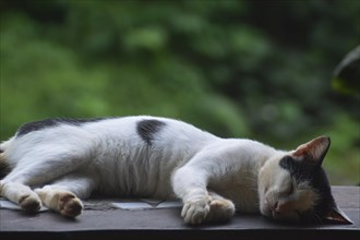 Close-up of a black and white cat napping on a wooden veranda with a softly blurred background
